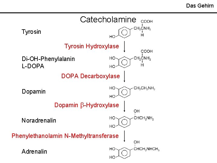 Das Gehirn Catecholamine Tyrosin Hydroxylase Di-OH-Phenylalanin L-DOPA Decarboxylase Dopamin -Hydroxylase Noradrenalin Phenylethanolamin N-Methyltransferase Adrenalin