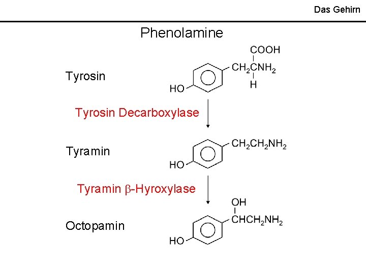 Das Gehirn Phenolamine Tyrosin Decarboxylase Tyramin -Hyroxylase Octopamin 