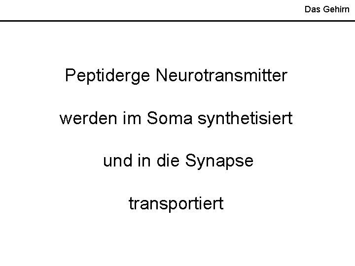 Das Gehirn Peptiderge Neurotransmitter werden im Soma synthetisiert und in die Synapse transportiert 