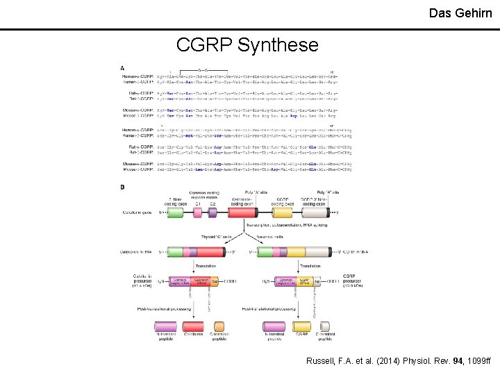 Das Gehirn CGRP Synthese Russell, F. A. et al. (2014) Physiol. Rev. 94, 1099