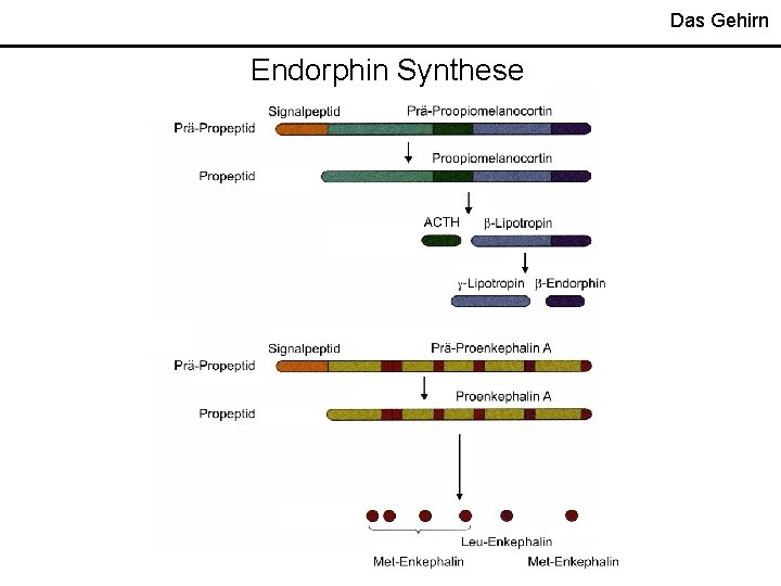 Das Gehirn Endorphin Synthese 