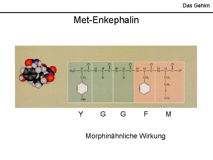 Das Gehirn Met-Enkephalin Y G G F Morphinähnliche Wirkung M 