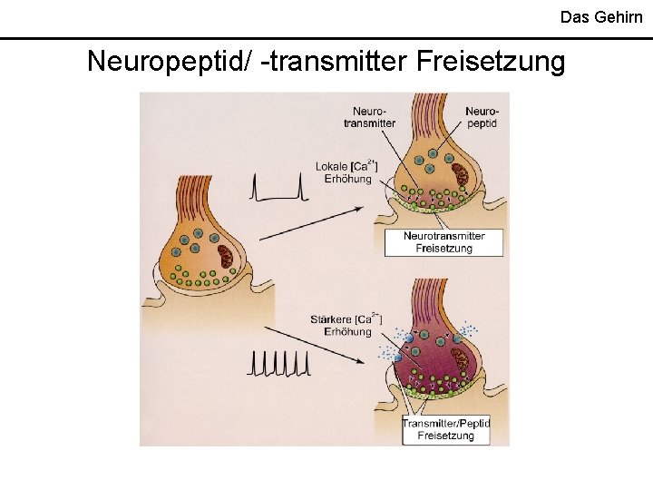 Das Gehirn Neuropeptid/ -transmitter Freisetzung 