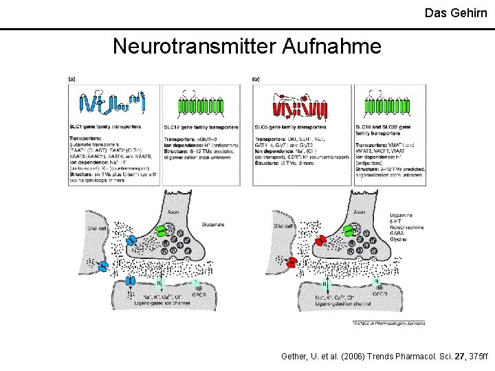 Das Gehirn Neurotransmitter Aufnahme Gether, U. et al. (2006) Trends Pharmacol. Sci. 27, 375