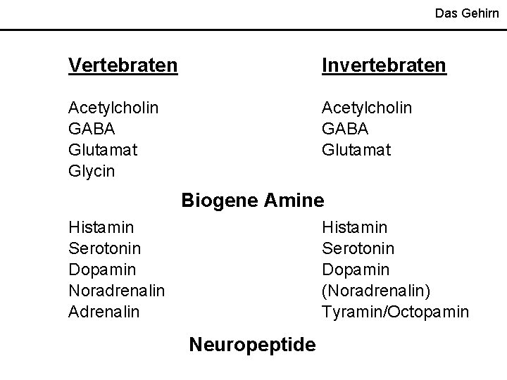 Das Gehirn Vertebraten Invertebraten Acetylcholin GABA Glutamat Glycin Acetylcholin GABA Glutamat Biogene Amine Histamin