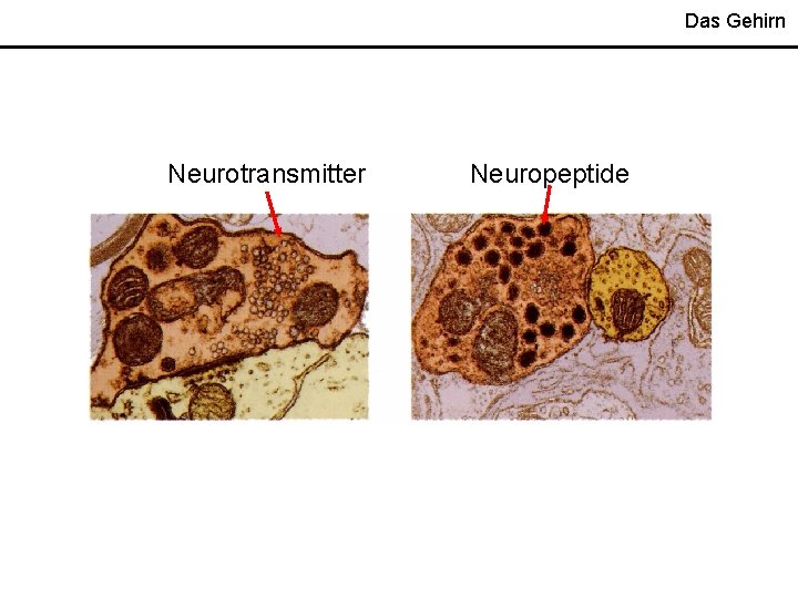 Das Gehirn Neurotransmitter Neuropeptide 