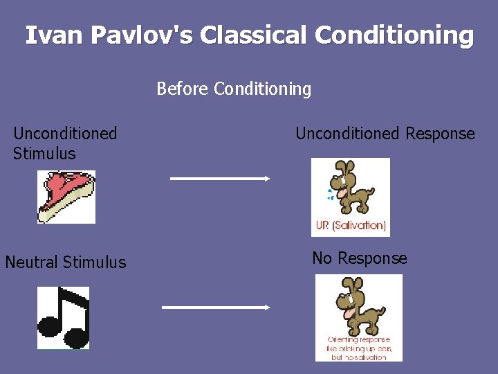 Ivan Pavlov's Classical Conditioning Before Conditioning Unconditioned Stimulus Neutral Stimulus Unconditioned Response No Response