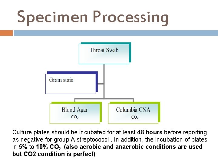 Specimen Processing Culture plates should be incubated for at least 48 hours before reporting