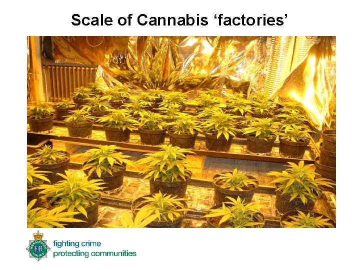 Scale of Cannabis ‘factories’ 