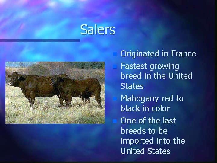 Salers n n Originated in France Fastest growing breed in the United States Mahogany