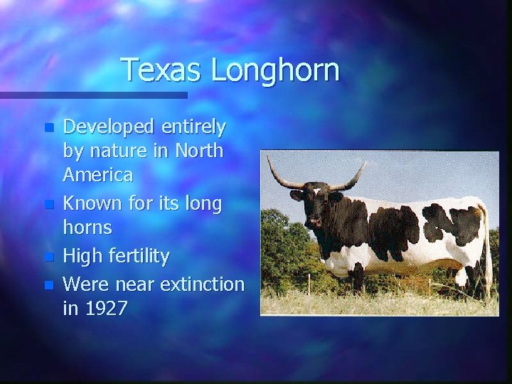 Texas Longhorn n n Developed entirely by nature in North America Known for its