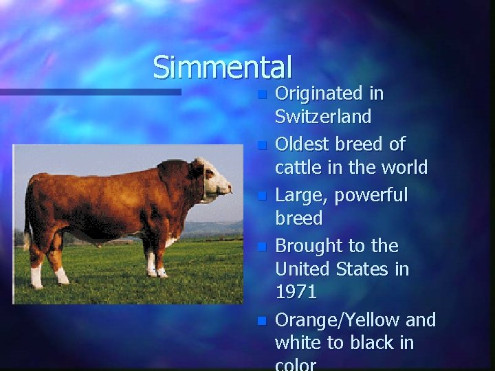 Simmental n n n Originated in Switzerland Oldest breed of cattle in the world