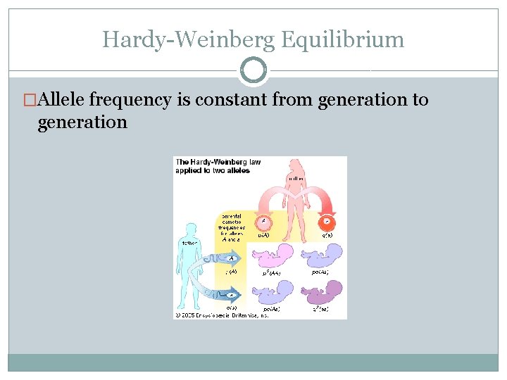 Hardy-Weinberg Equilibrium �Allele frequency is constant from generation to generation 