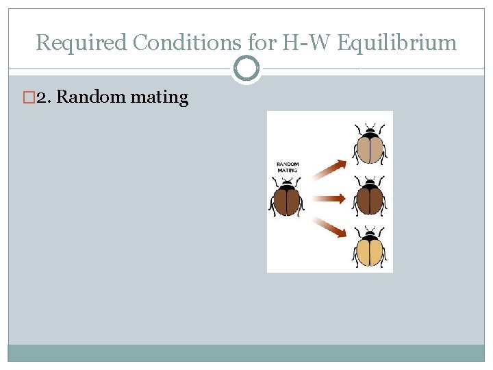 Required Conditions for H-W Equilibrium � 2. Random mating 