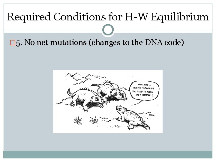 Required Conditions for H-W Equilibrium � 5. No net mutations (changes to the DNA