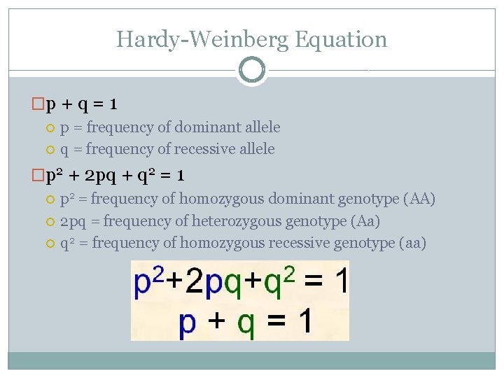 Hardy-Weinberg Equation �p + q = 1 p = frequency of dominant allele q