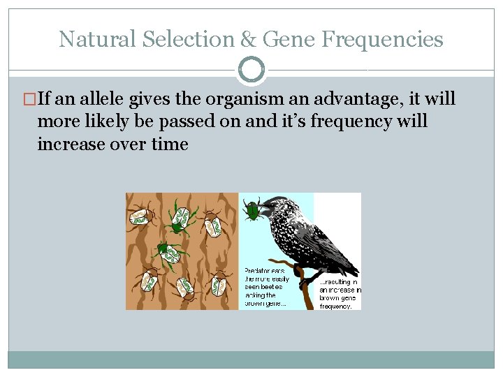 Natural Selection & Gene Frequencies �If an allele gives the organism an advantage, it