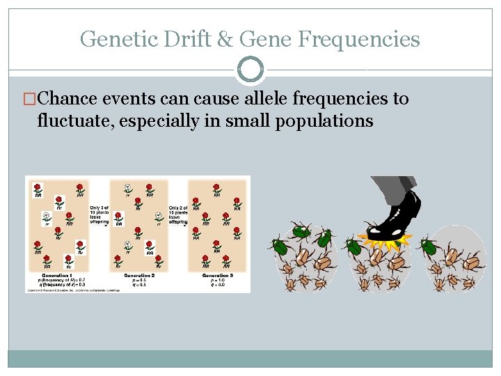 Genetic Drift & Gene Frequencies �Chance events can cause allele frequencies to fluctuate, especially