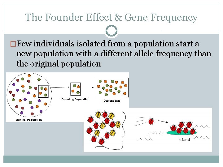 The Founder Effect & Gene Frequency �Few individuals isolated from a population start a