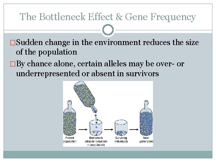 The Bottleneck Effect & Gene Frequency �Sudden change in the environment reduces the size