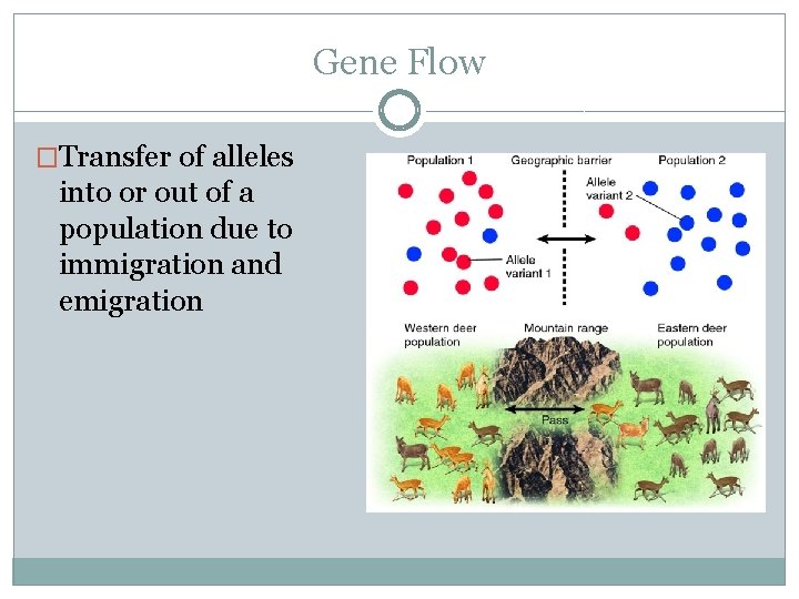 Gene Flow �Transfer of alleles into or out of a population due to immigration