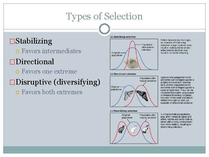 Types of Selection �Stabilizing Favors intermediates �Directional Favors one extreme �Disruptive (diversifying) Favors both