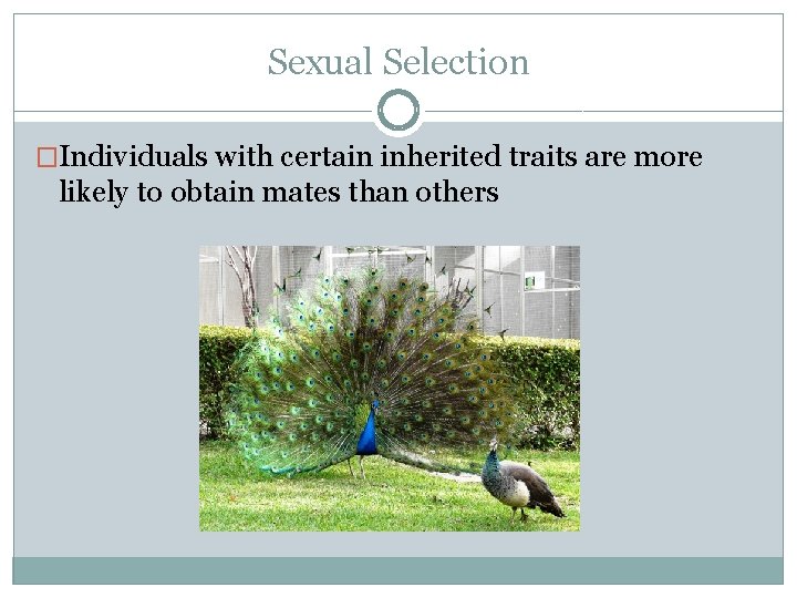 Sexual Selection �Individuals with certain inherited traits are more likely to obtain mates than