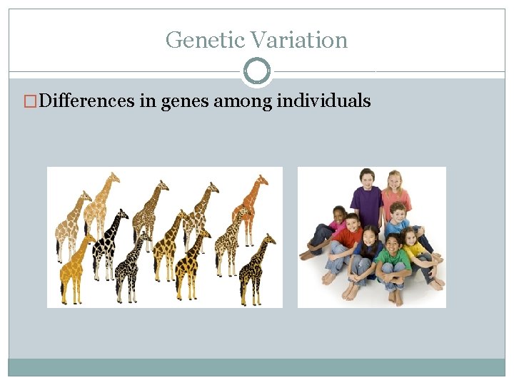Genetic Variation �Differences in genes among individuals 