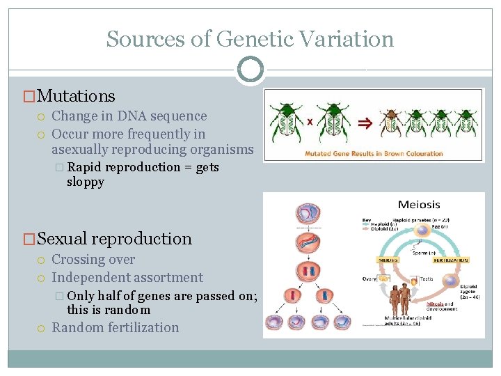 Sources of Genetic Variation �Mutations Change in DNA sequence Occur more frequently in asexually