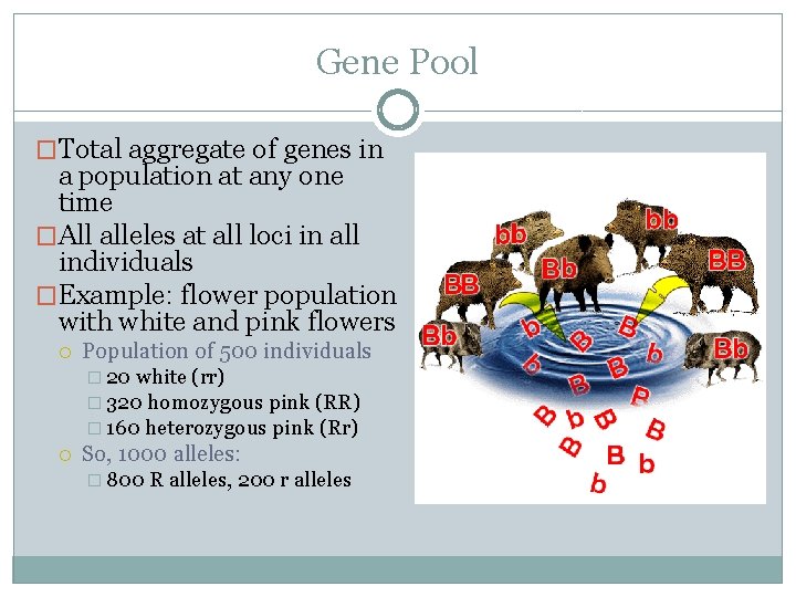 Gene Pool �Total aggregate of genes in a population at any one time �All