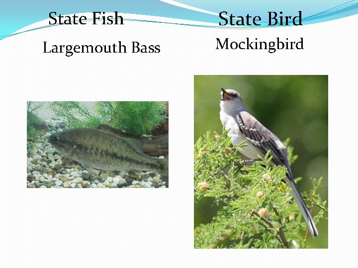 State Fish Largemouth Bass State Bird Mockingbird 