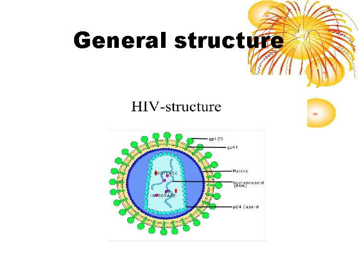 General structure 