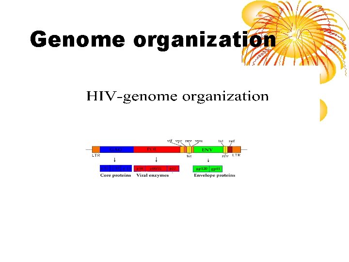 Genome organization 