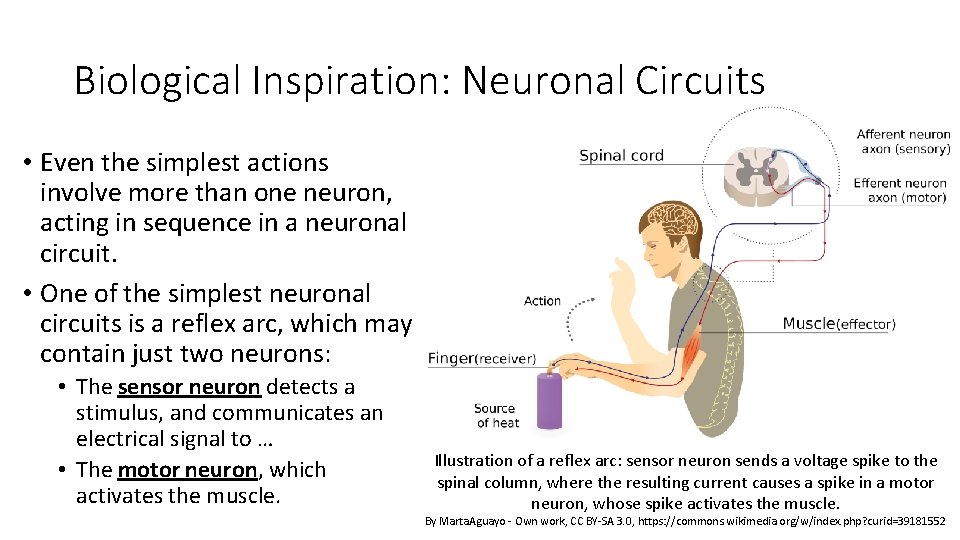 Biological Inspiration: Neuronal Circuits • Even the simplest actions involve more than one neuron,