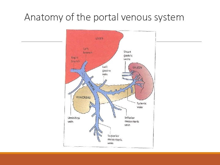 Anatomy of the portal venous system 