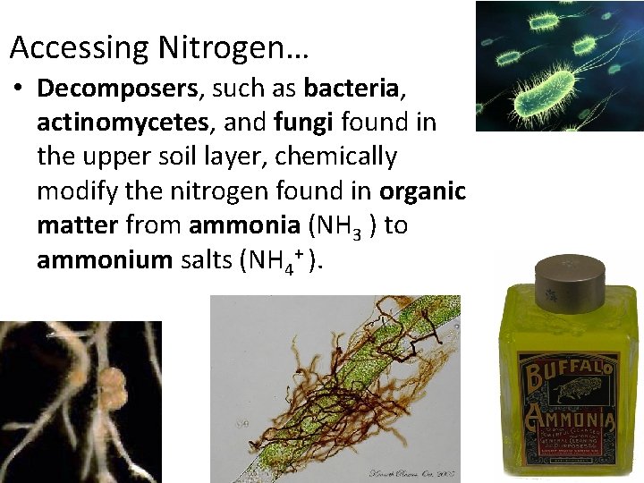 Accessing Nitrogen… • Decomposers, such as bacteria, actinomycetes, and fungi found in the upper