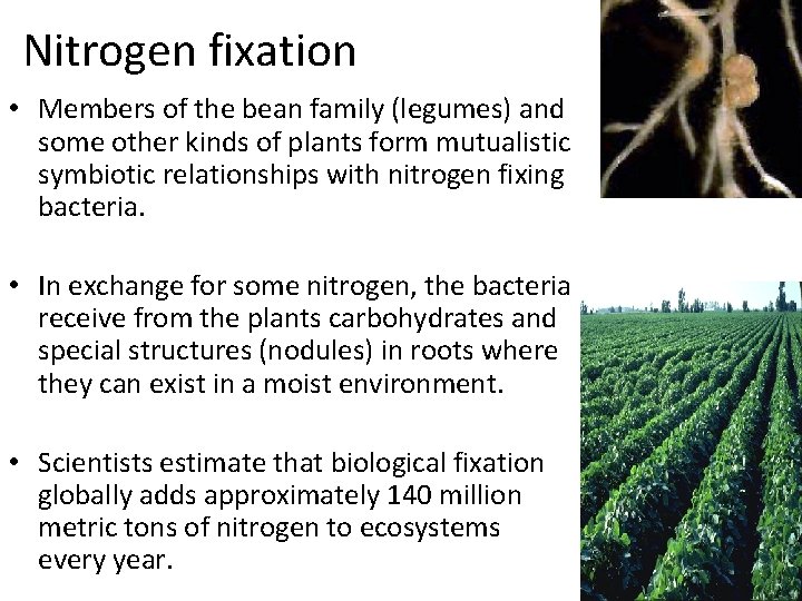 Nitrogen fixation • Members of the bean family (legumes) and some other kinds of