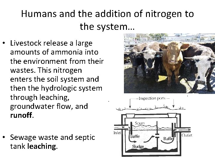 Humans and the addition of nitrogen to the system… • Livestock release a large