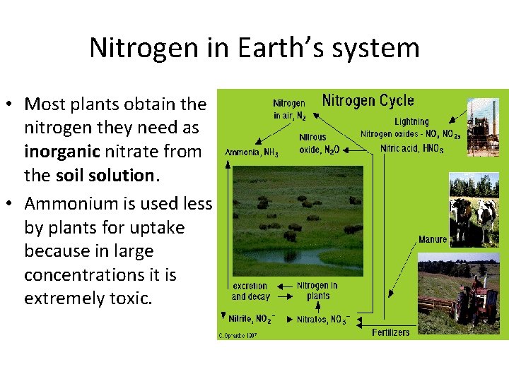 Nitrogen in Earth’s system • Most plants obtain the nitrogen they need as inorganic