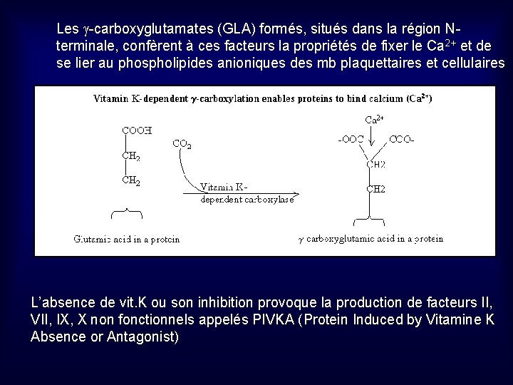 Les g-carboxyglutamates (GLA) formés, situés dans la région Nterminale, confèrent à ces facteurs la