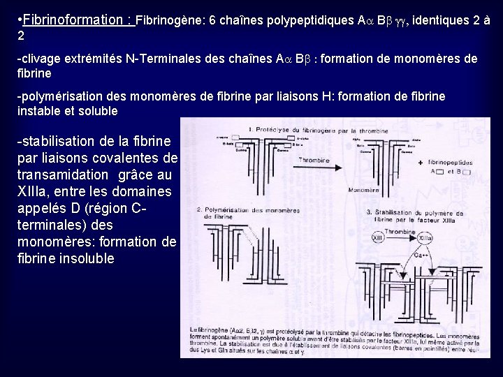  • Fibrinoformation : Fibrinogène: 6 chaînes polypeptidiques A Bb gg, identiques 2 à