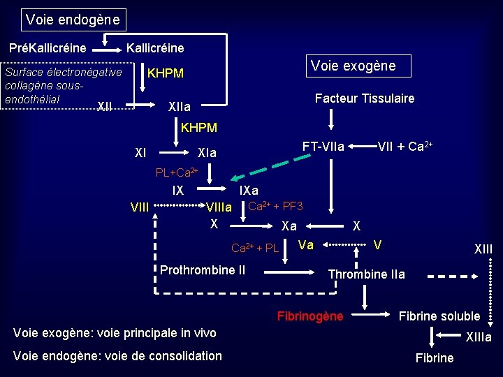 Voie endogène PréKallicréine Surface électronégative collagène sousendothélial Voie exogène KHPM XII Facteur Tissulaire XIIa