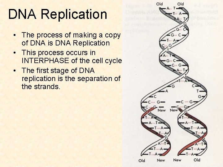 DNA Replication • The process of making a copy of DNA is DNA Replication