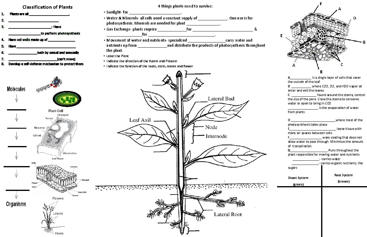 Kingdom Plantae Plant Cells Cell wall brown Made