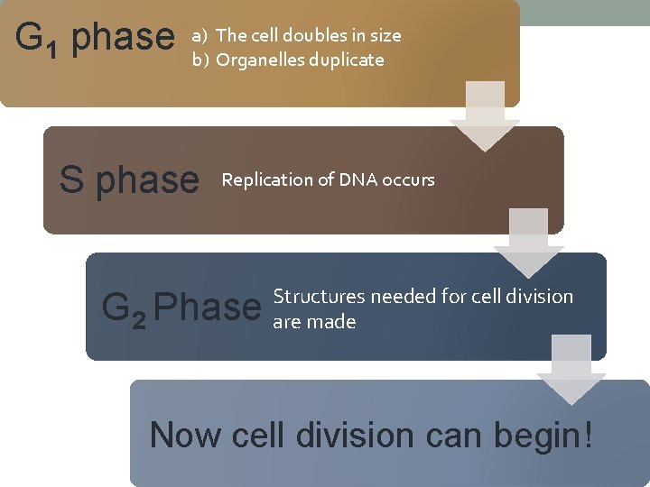 G 1 phase a) The cell doubles in size b) Organelles duplicate S phase