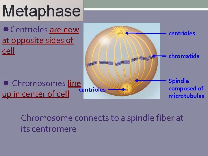Metaphase Centrioles are now at opposite sides of cell Chromosomes line centrioles up in