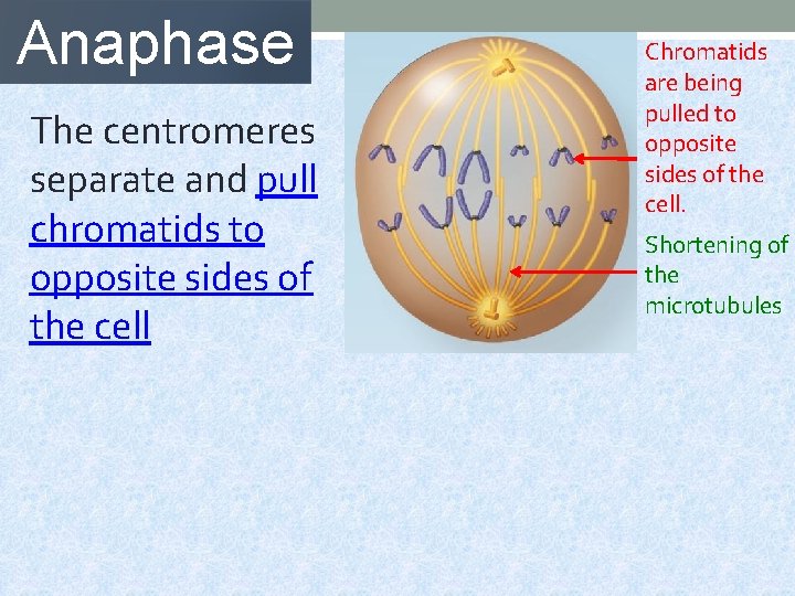 Anaphase The centromeres separate and pull chromatids to opposite sides of the cell Chromatids