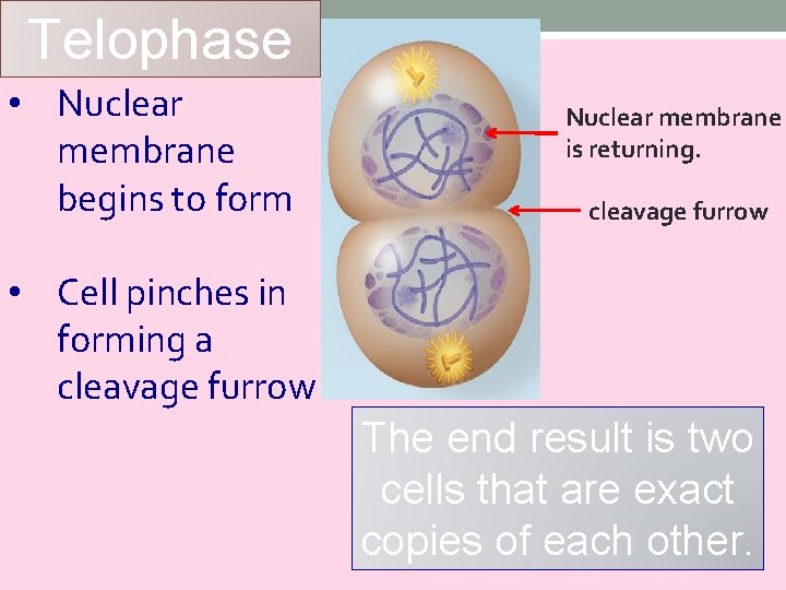 Telophase • Nuclear membrane begins to form Nuclear membrane is returning. cleavage furrow •