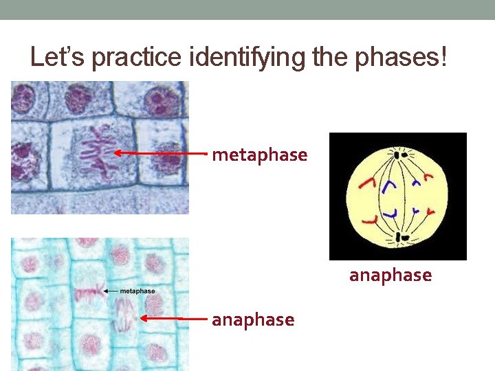 Let’s practice identifying the phases! metaphase anaphase 