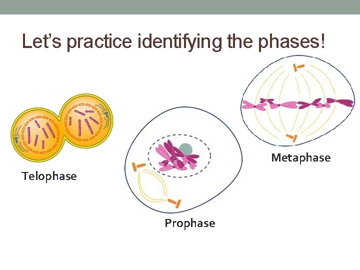 Let’s practice identifying the phases! Metaphase Telophase Prophase 